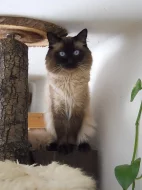 Ragdoll ke krytí